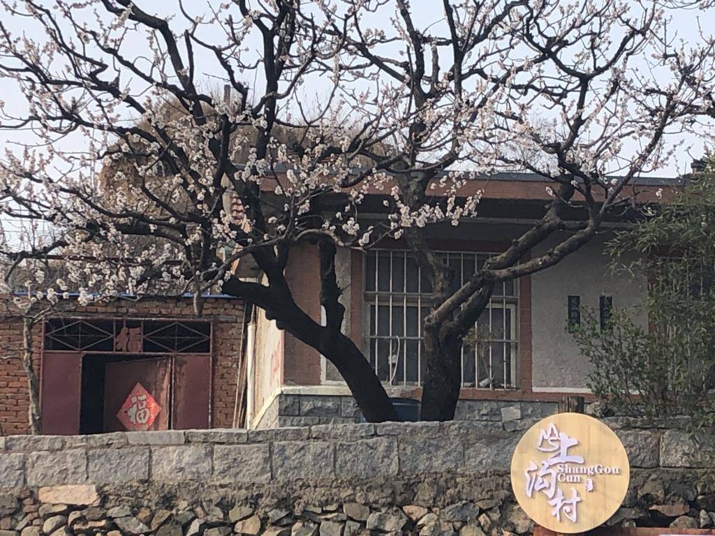 在社交平台上走红<strong></p>
<p>开外汇平台</strong>，西海岸新区上沟村花开醉人