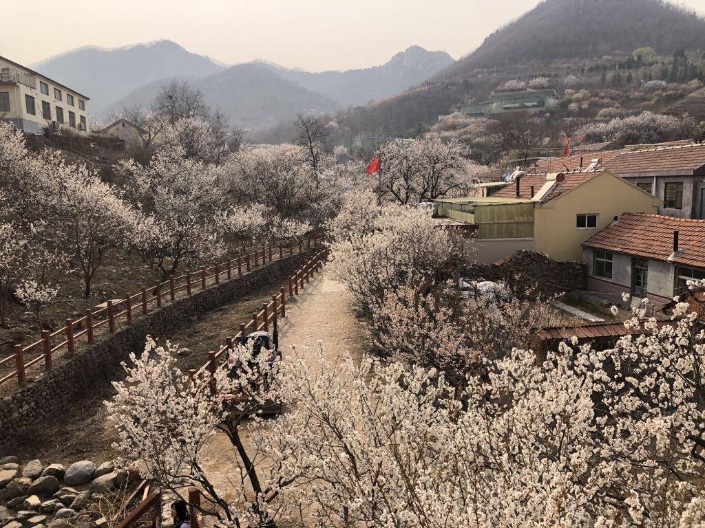 在社交平台上走红<strong></p>
<p>开外汇平台</strong>，西海岸新区上沟村花开醉人