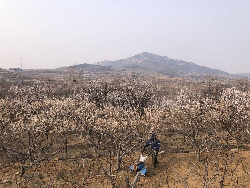 在社交平台上走红<strong></p>
<p>开外汇平台</strong>，西海岸新区上沟村花开醉人
