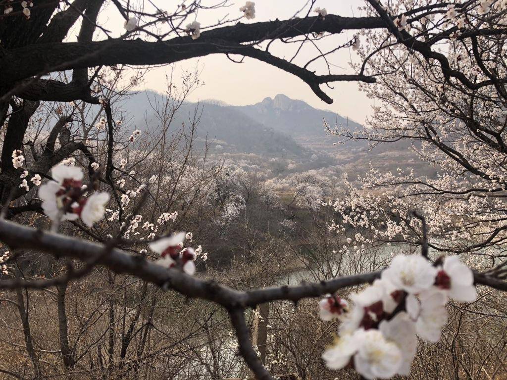 在社交平台上走红<strong></p>
<p>开外汇平台</strong>，西海岸新区上沟村花开醉人