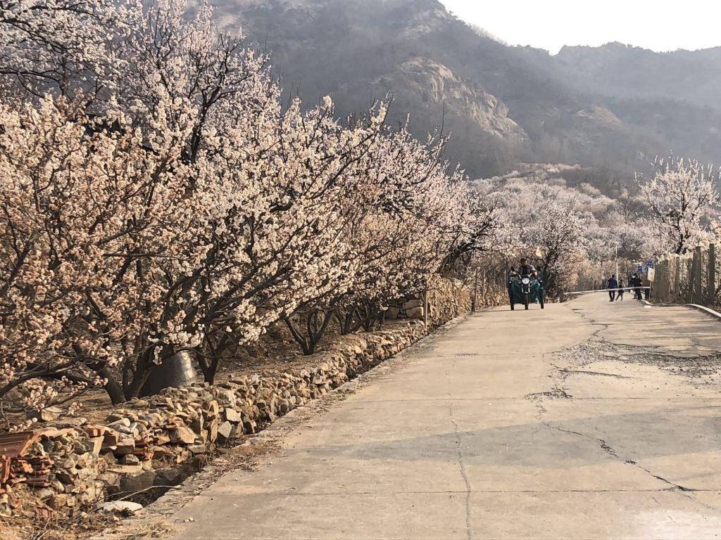 在社交平台上走红<strong></p>
<p>开外汇平台</strong>，西海岸新区上沟村花开醉人