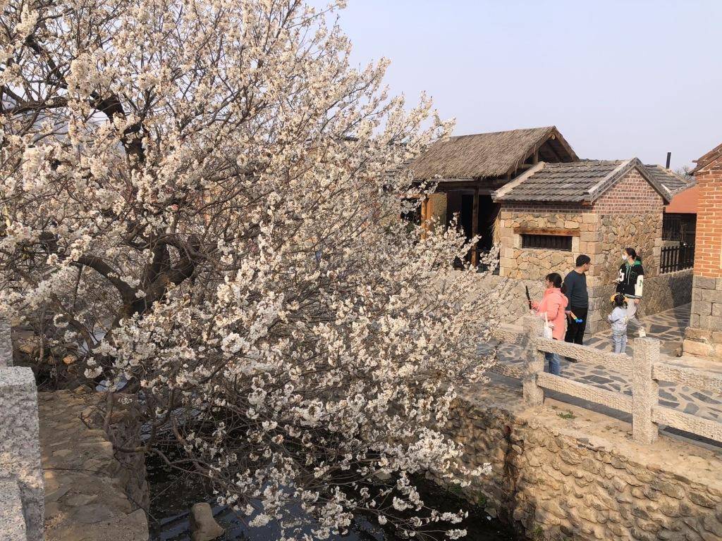 在社交平台上走红<strong></p>
<p>开外汇平台</strong>，西海岸新区上沟村花开醉人