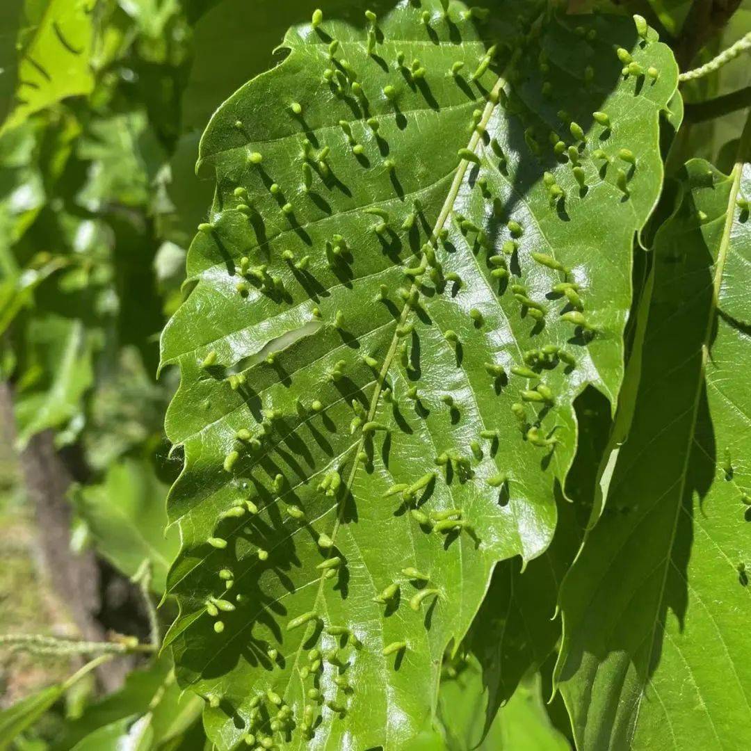 龟甲、沙葱萤叶甲、土蝽……要去昆虫圣地寻找鹿角花金龟啦<strong></p>
<p>金龟</strong>！