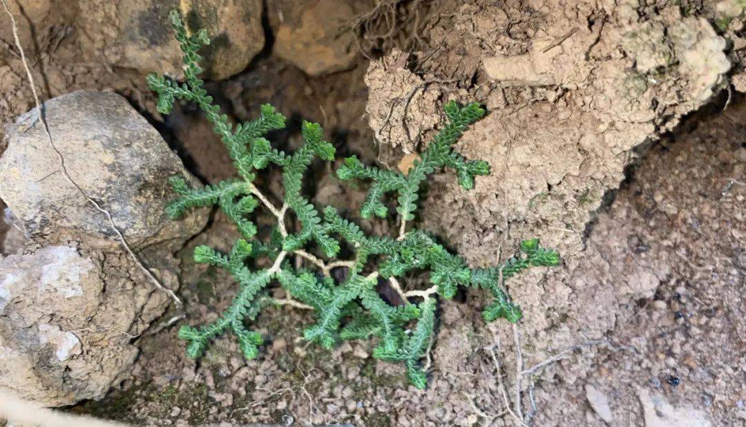 龟甲、沙葱萤叶甲、土蝽……要去昆虫圣地寻找鹿角花金龟啦<strong></p>
<p>金龟</strong>！