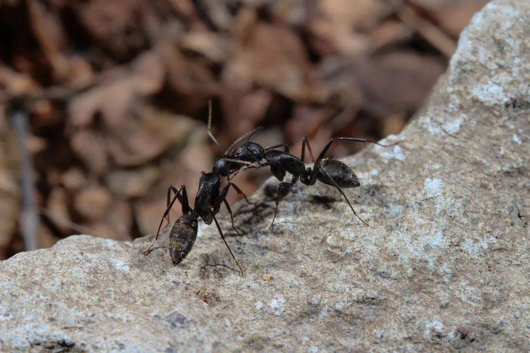 龟甲、沙葱萤叶甲、土蝽……要去昆虫圣地寻找鹿角花金龟啦<strong></p>
<p>金龟</strong>！