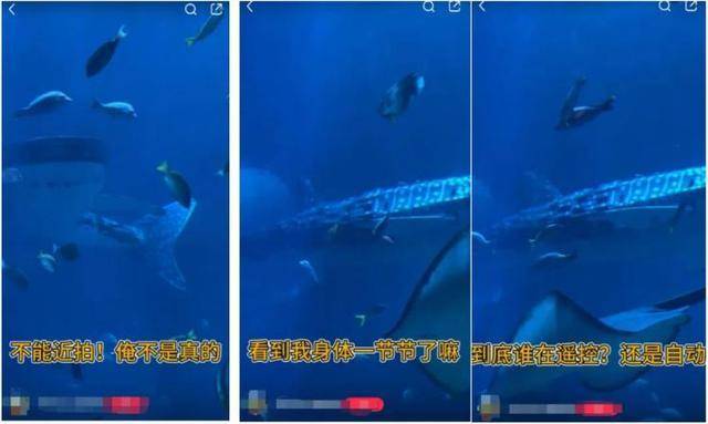 海洋馆里的鲸鲨竟是“机器鱼”<strong></p>
<p>UPUPEX</strong>，游客怒了！假鲸鲨贵的也要千万元，专家：确实有难处