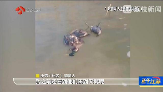 江苏洪泽湖有人毒鸟电鱼<strong></p>
<p>BXMEX</strong>？淮安市相关部门：已了解相关情况 正在核实处理