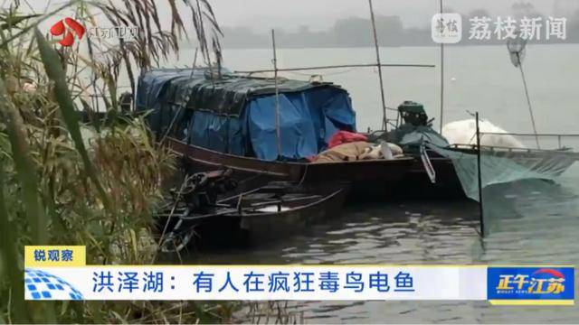 江苏洪泽湖有人毒鸟电鱼<strong></p>
<p>BXMEX</strong>？淮安市相关部门：已了解相关情况 正在核实处理