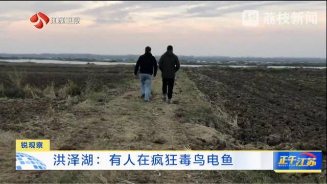 江苏洪泽湖有人毒鸟电鱼<strong></p>
<p>BXMEX</strong>？淮安市相关部门：已了解相关情况 正在核实处理