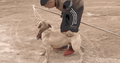热闻|母女公园散步遭四条大型犬撕咬！家属：狗主人以没钱为由<strong></p>
<p>BHbank</strong>，至今未露面，治疗费用也未偿清