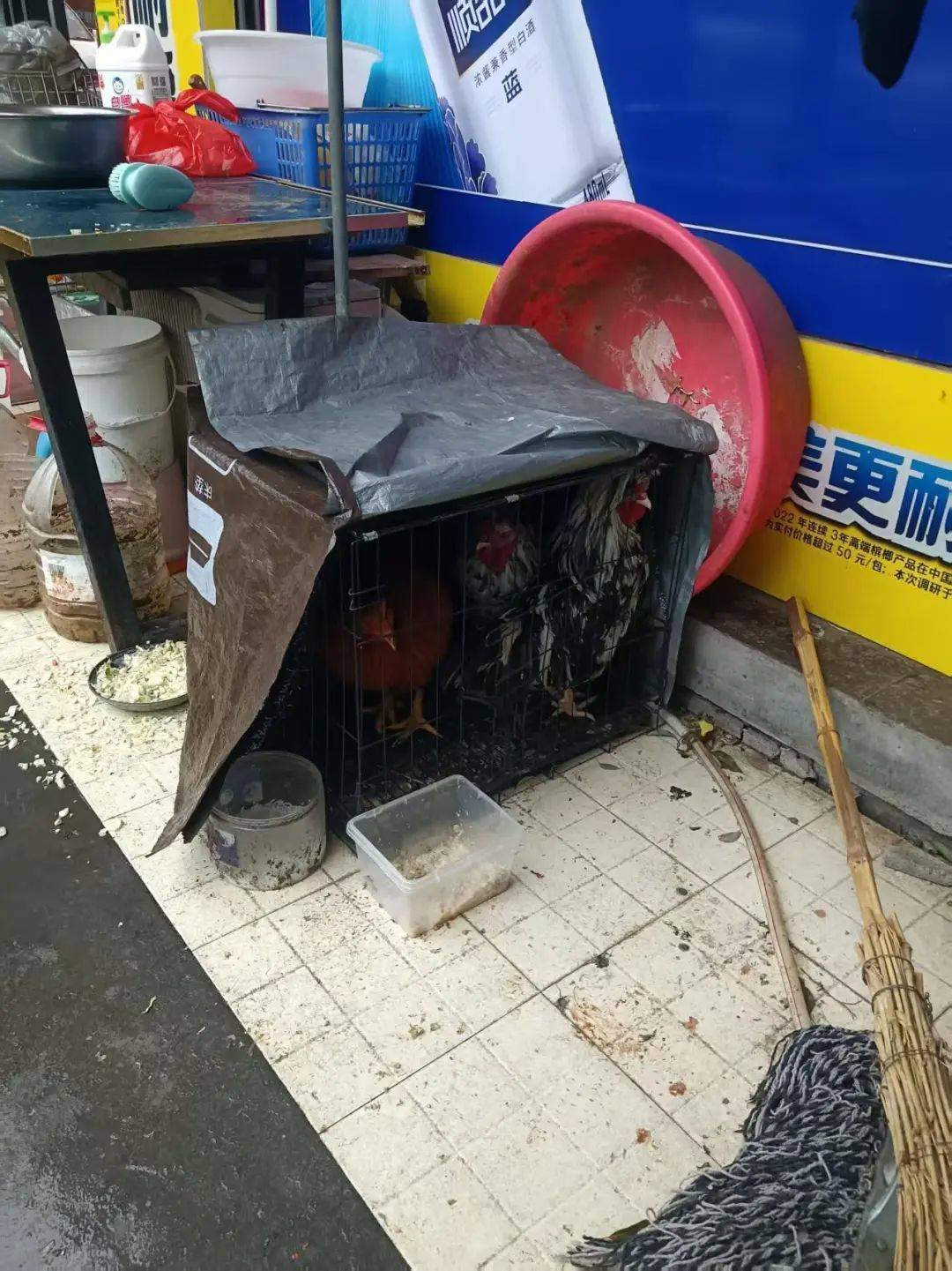 凌晨打鸣到天亮！长沙一小区超市养4只公鸡邻居难入睡<strong></p>
<p>HXEX</strong>，回应：尽快吃掉