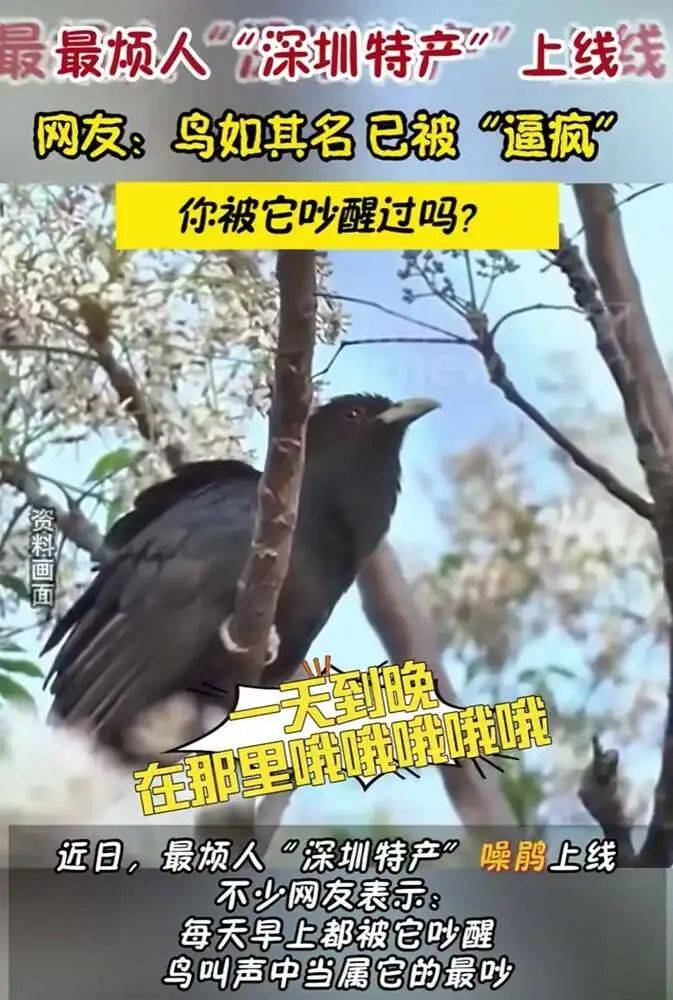 “周末想睡个懒觉都不行”<strong></p>
<p>法国外汇</strong>，有多少深圳人被这种鸟吵到神经衰弱