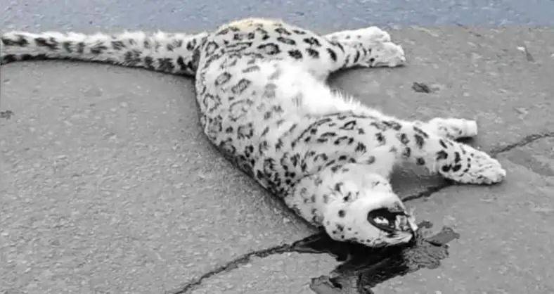 国道上发现雪豹尸体<strong></p>
<p>美国外汇</strong>，疑似一级保护动物遭车辆撞击