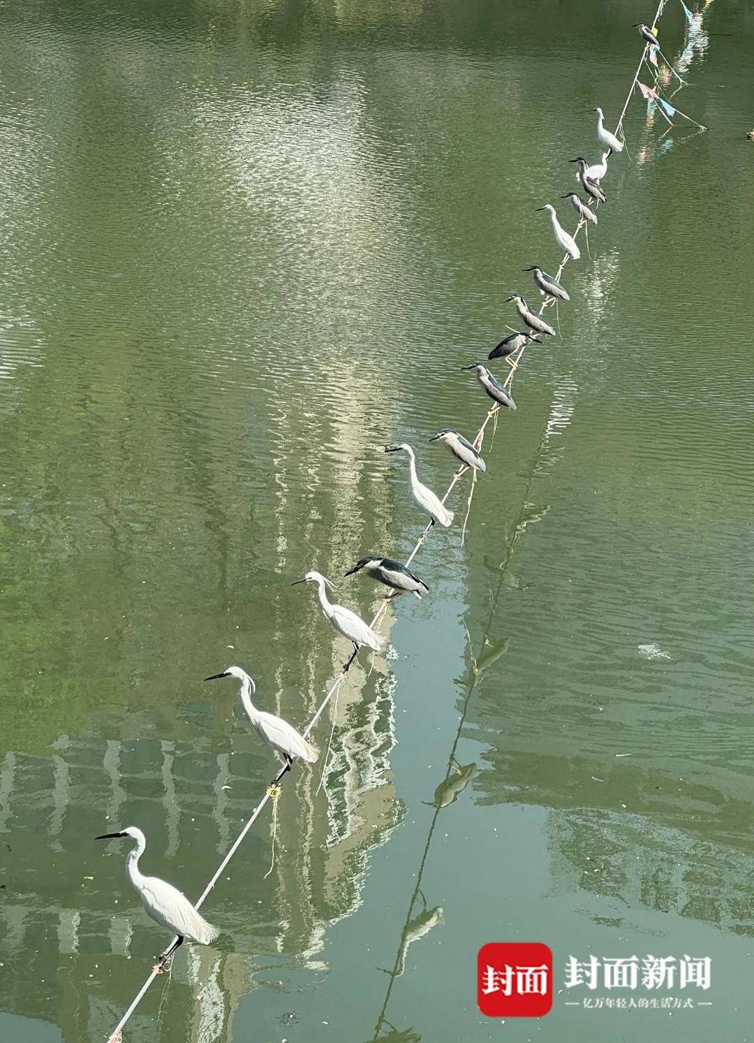 成都又见江上“神”鸟<strong></p>
<p>葡萄糖</strong>，洗完脚又排排站 网友：在等红绿灯吗？
