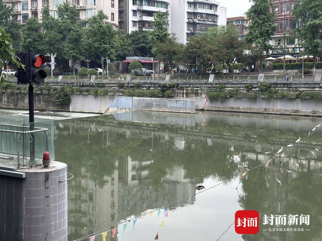 成都又见江上“神”鸟<strong></p>
<p>葡萄糖</strong>，洗完脚又排排站 网友：在等红绿灯吗？
