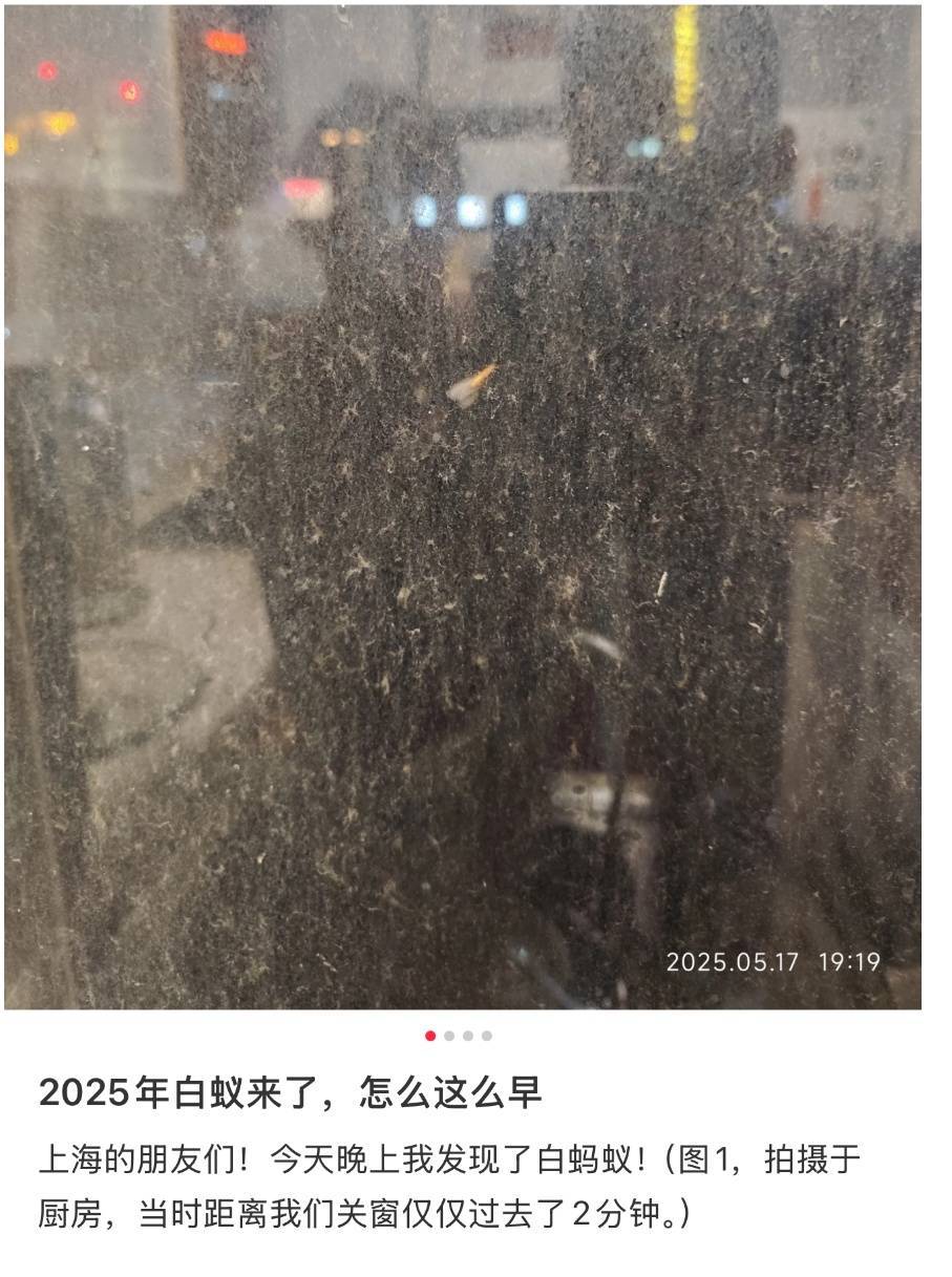 紧急提醒：瞬间爆发！上海市民崩溃：密密麻麻<strong></p>
<p>葡萄糖</strong>，蠕蠕爬行...“梧桐区”已开始战斗，白蚁或提前分飞