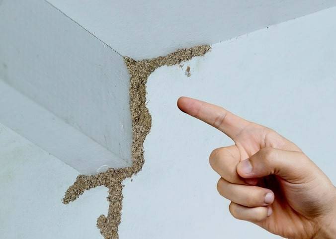 紧急提醒：瞬间爆发！上海市民崩溃：密密麻麻<strong></p>
<p>葡萄糖</strong>，蠕蠕爬行...“梧桐区”已开始战斗，白蚁或提前分飞