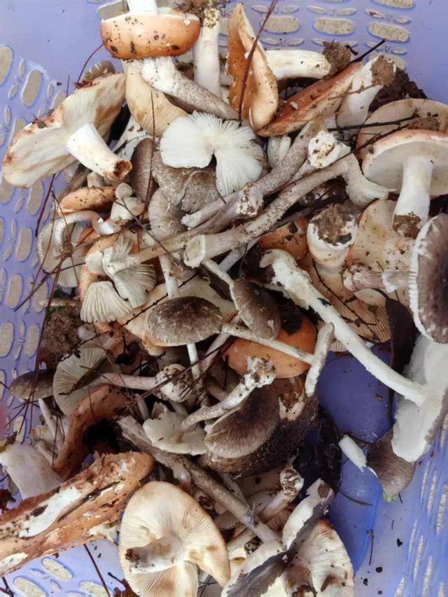 湖南一家6口误食毒蘑菇<strong></p>
<p>万元户</strong>，5岁男童不幸去世