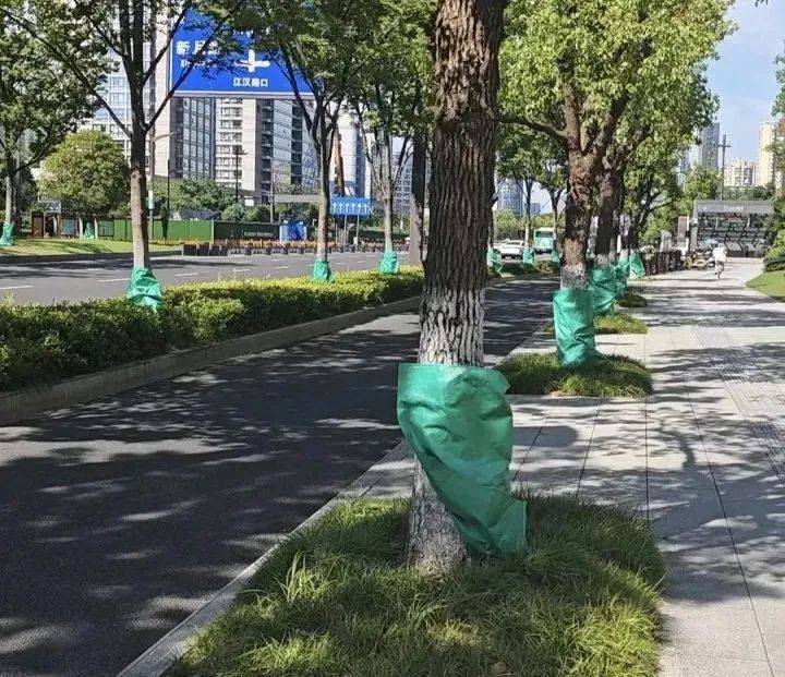 40℃连击<strong></p>
<p>okex认证</strong>！杭州街头突现“绿肚兜”！市民：给我也来一个就好了…
