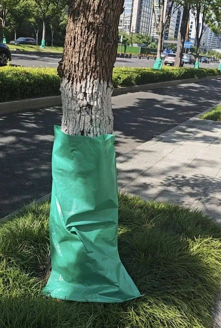 40℃连击<strong></p>
<p>okex认证</strong>！杭州街头突现“绿肚兜”！市民：给我也来一个就好了…