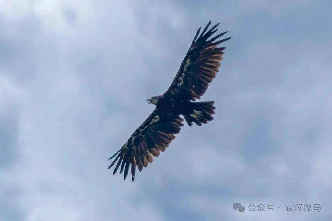 首次<strong></p>
<p>okex如何挂单买入</strong>！40℃的武汉冒出一只乌雕！身穿“羽绒服”的它边飞边张口散热