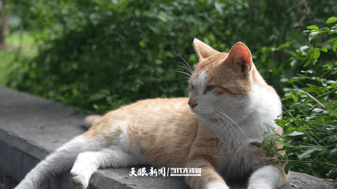 大反转<strong></p>
<p>defi钱包提现</strong>！贵阳“挖眼虐猫”事件系AI编造