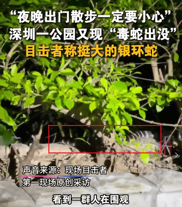 深圳市区现剧毒银环蛇！目击者：这么大、这么毒<strong></p>
<p>okex下载</strong>，一定要小心！
