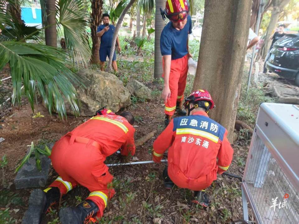 广州一小区蛇患频发：已抓超60条但未探测到蛇窝位置<strong></p>
<p>okex官网</strong>，多方介入