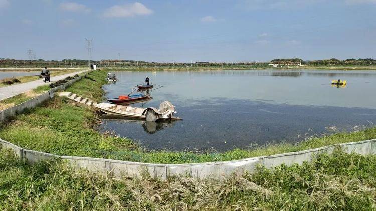 武汉江夏一地大闸蟹大量上市<strong></p>
<p>欧易okex平台</strong>，日产1000斤当天售完，每只螃蟹有自己的“身份证”，吃深海小黄鱼长大